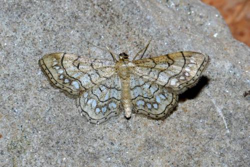 Idaea moniliata